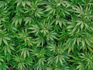 cannabis1-1 (1)