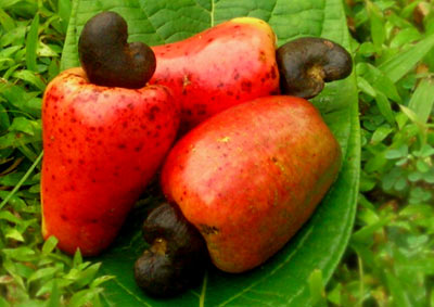 cashewfruit