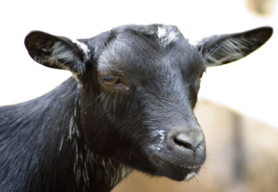 Black-goat