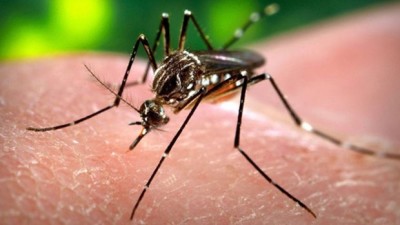 Mosquito-Zika-virus-jpg