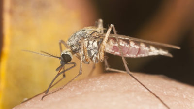 malaria