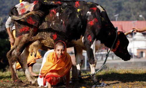 A young Hindu priest crawls under a cow during a religious ceremony celebrating the Tihar festival, also called Diwali, in Kathmandu, Nepal October 30, 2016. REUTERS/Navesh Chitrakar