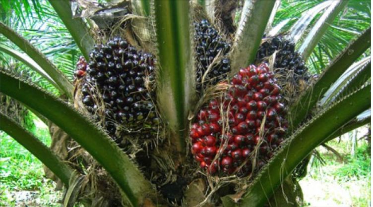 Okomu Oil Palm Expects To Keep Profit Stable At Full Year By Mike 'Uzor ...