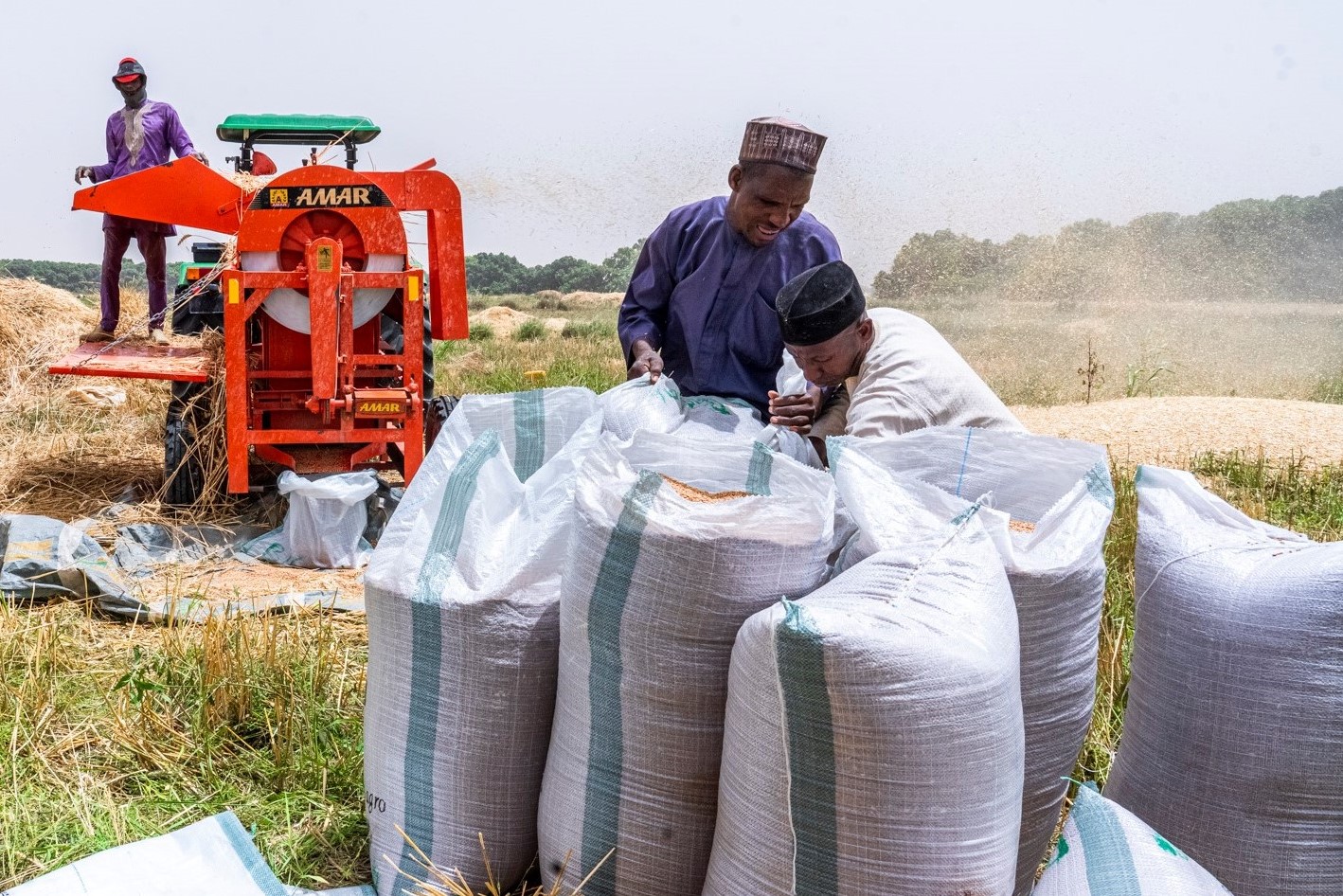 achieving-accelerated-wheat-production-in-nigeria-news-analysis